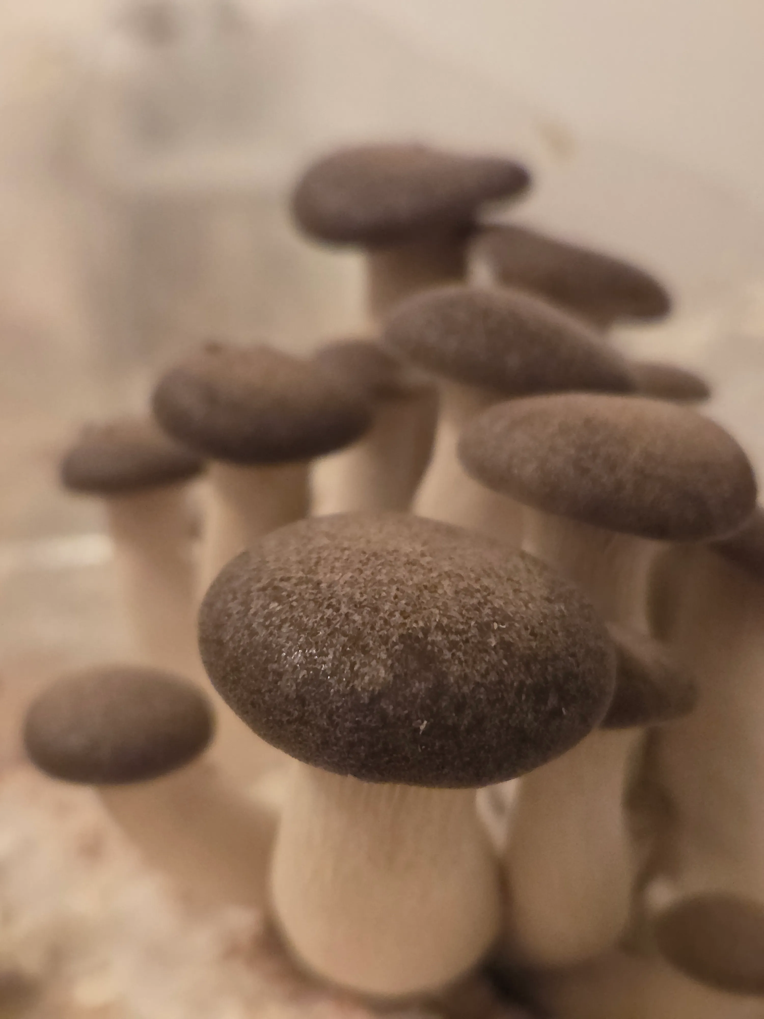 Black Pearl Edelpilze - Winterpilze aus der Leipziger Pilzzucht