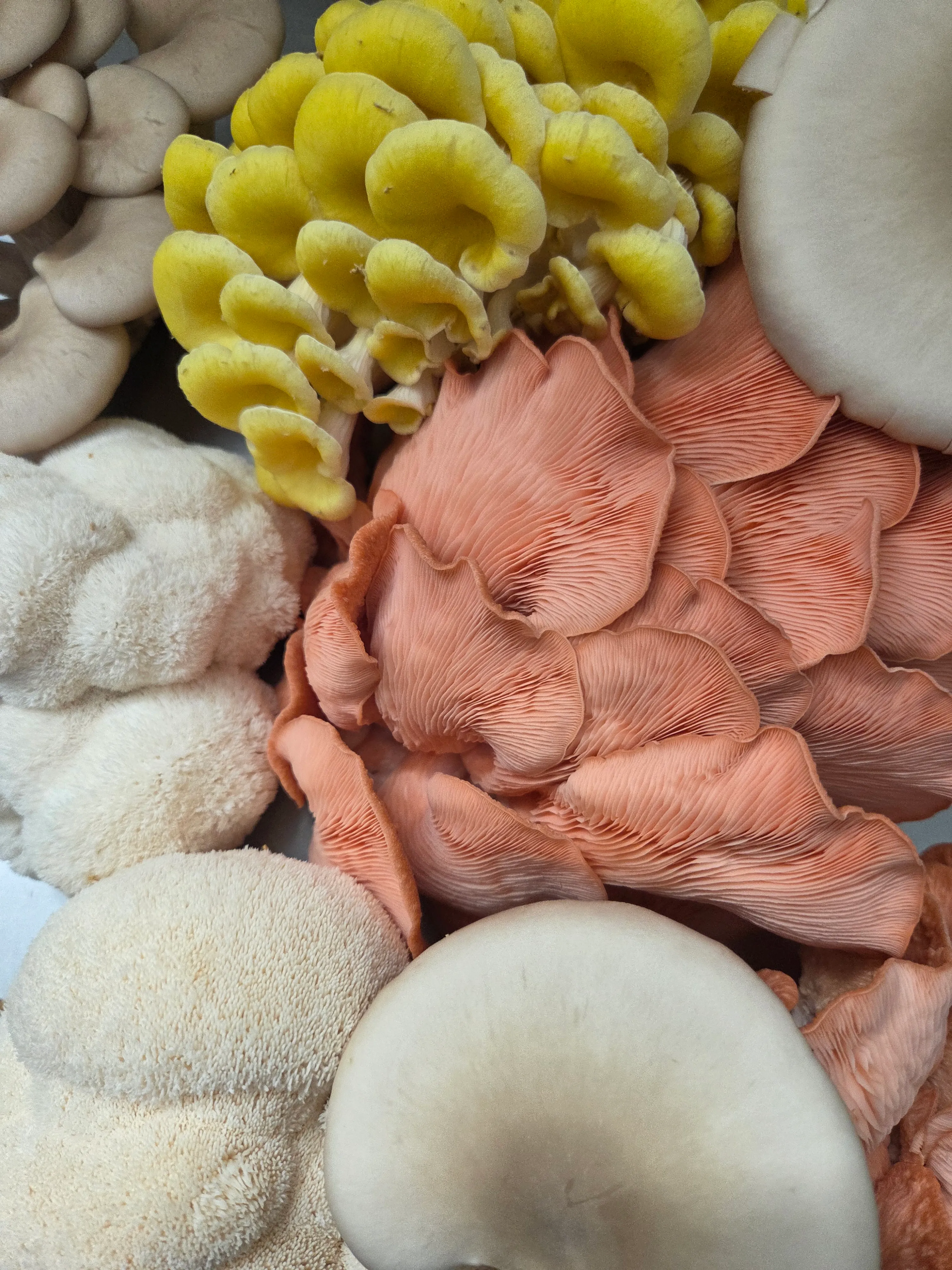 Austernpilze in Gelb, Rosa und Weiß mit Lion's Mane