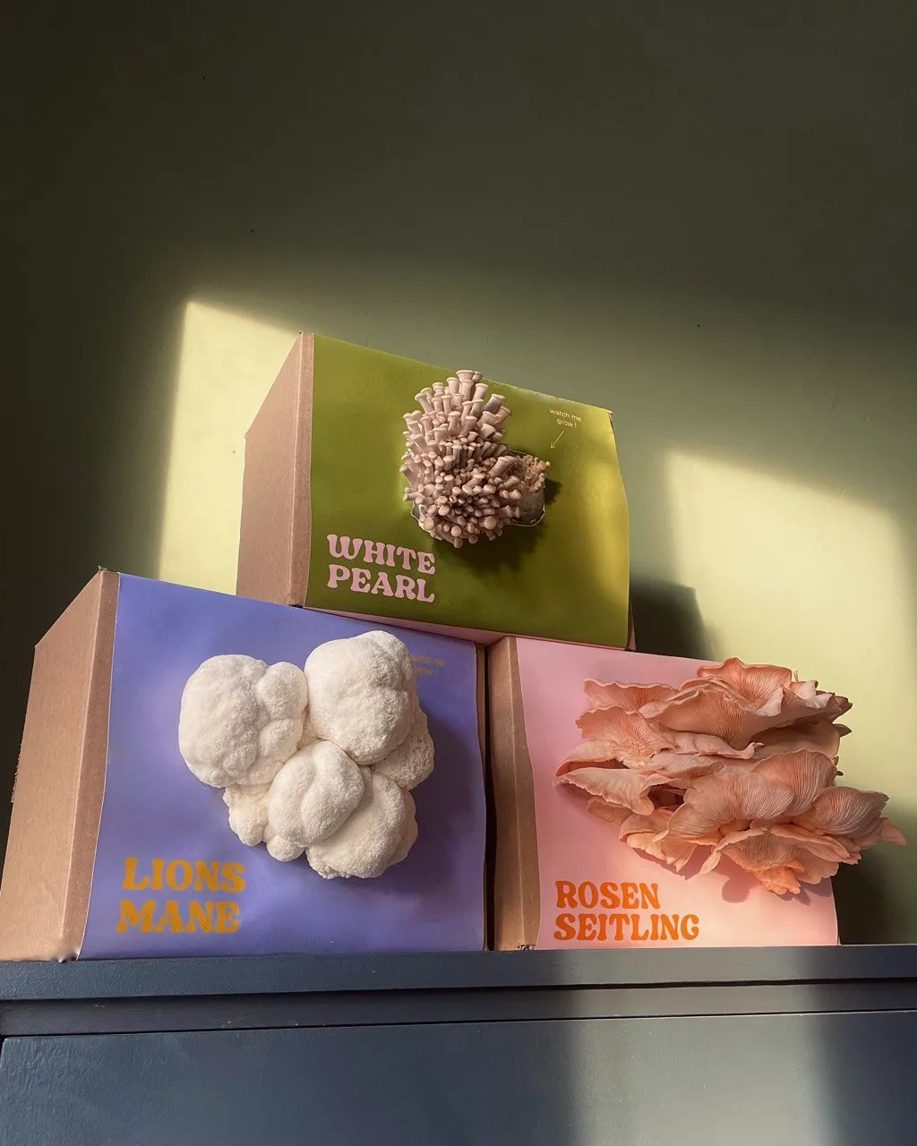 Growkits White Pearl, Lion's Mane und Rosenseitling