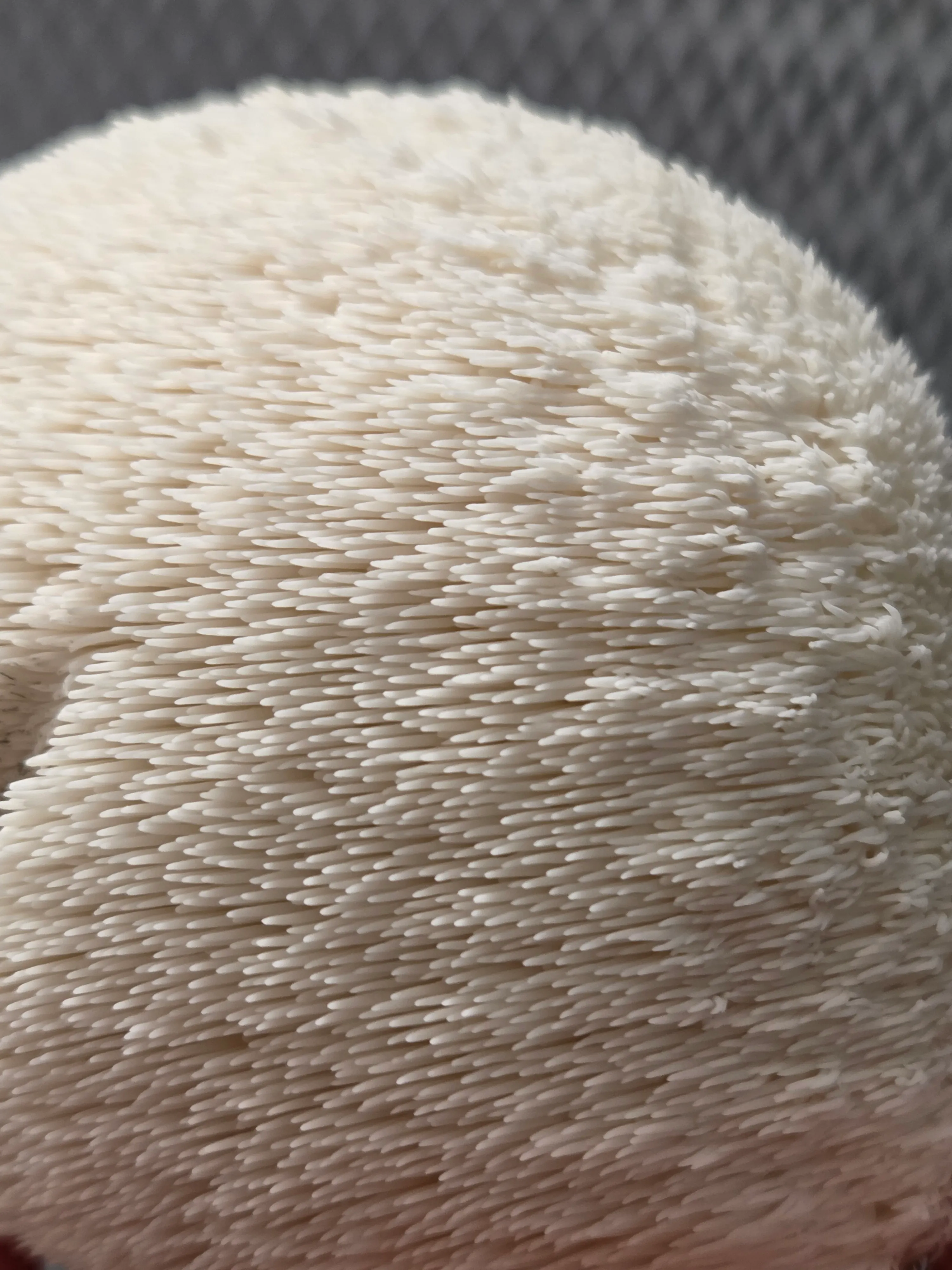 Lion's Mane Vitalpilz aus Leipzig - Igel-Stachelbart von shroom-mates
