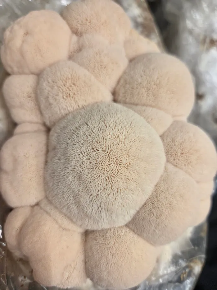 Frischer Lion's Mane Pilz von shroom-mates, Grundlage für den Extrakt