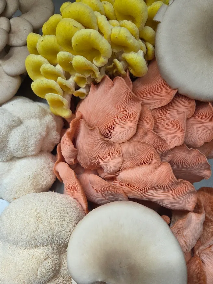 Getrocknete Reishi-Pilze von shroom-mates, Basis des Doppelextrakts