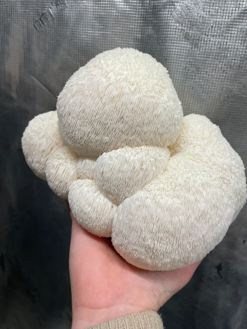 Lion's Mane Pilz (Igelstachelbart) aus dem Growkit
