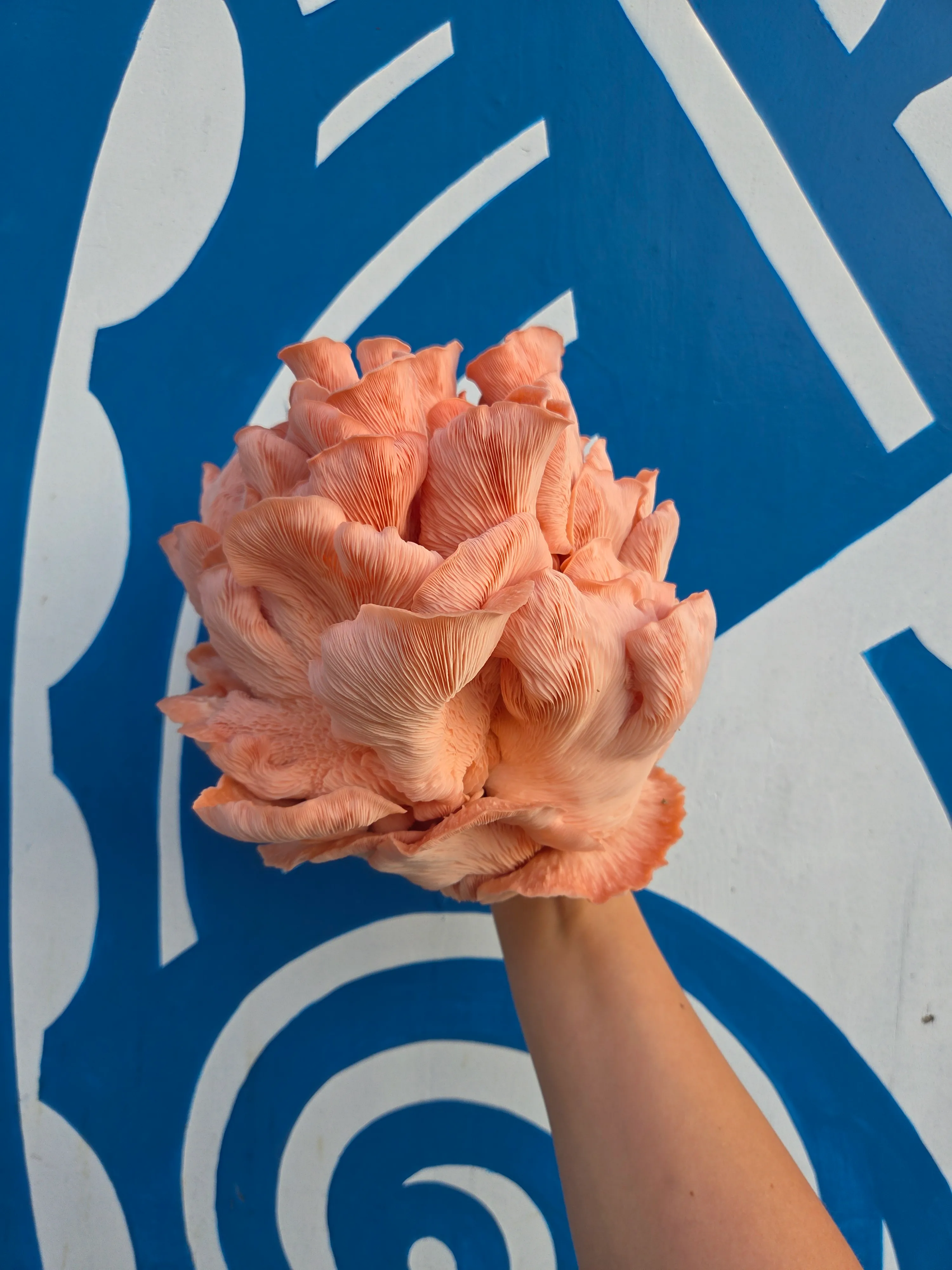 Rosa Austernpilze (Rosenseitlinge) aus dem Growkit