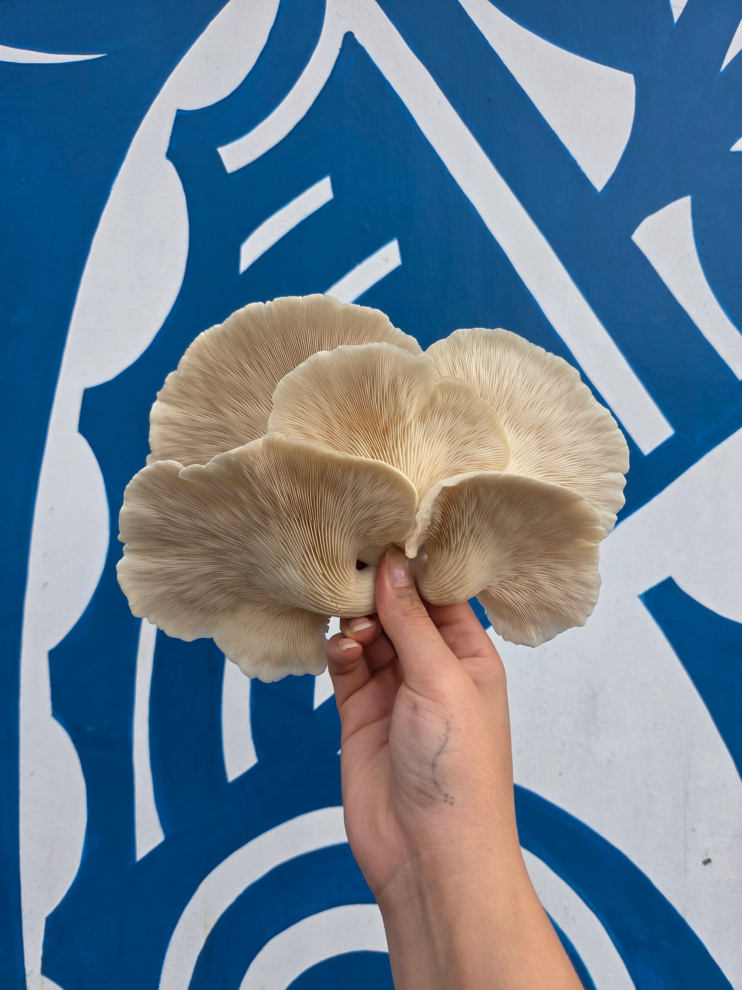 White Pearl Austernpilze aus Leipzig-Leutzsch - shroom-mates